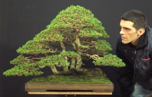 cây bonsai đẹp nhất thế giới
