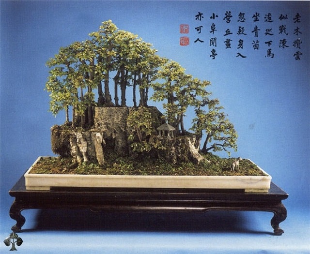 cây bonsai đẹp nhất thế giới