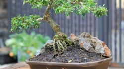 Top 10 cây bonsai đẹp nhất thế giới để bạn chiêm ngưỡng