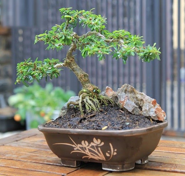 Read more about the article Top 10 cây bonsai đẹp nhất thế giới để bạn chiêm ngưỡng